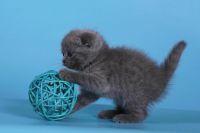 Лот: 7767242. Фото: 2. Шотландские плюшевые котята ,с... Животные и уход