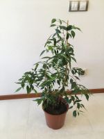 Лот: 18587470. Фото: 2. Фикус Бенджамина больше1 м, большой... Комнатные растения и уход