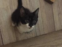 Лот: 15420824. Фото: 4. Котята. Красноярск