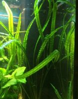 Лот: 15248011. Фото: 5. Криптокорина Балансе Cryptocoryne...