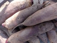Лот: 20872149. Фото: 2. Свекла цилиндр. Продукты