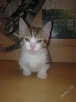 Лот: 1536917. Фото: 2. продам котят. Животные и уход