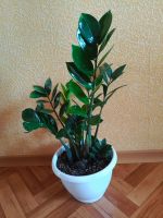 Лот: 25651980. Фото: 2. Замиокулькас (Долларовое дерево... Комнатные растения и уход