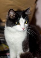 Лот: 7128785. Фото: 2. Молодой красивый котик бесплатно. Животные и уход