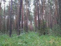 Лот: 3859270. Фото: 3. Большой земельный участок в лесу. Недвижимость