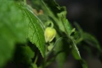 Лот: 4281093. Фото: 3. Абутилон Бэлла желтый 3. Растения и животные