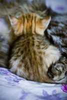 Лот: 2435034. Фото: 2. Котенок с редким окрасом. Девочка... Животные и уход