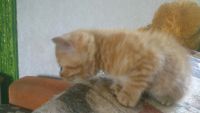 Лот: 7752536. Фото: 2. Котенок рыжий девочка 1 месяц... Животные и уход