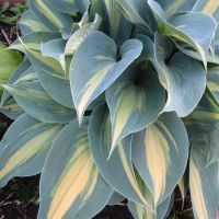 Лот: 25439277. Фото: 2. Хоста Катерина (hosta Catherine... Семена, рассада, садовые растения