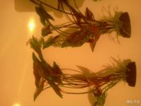 Лот: 8277619. Фото: 3. цветы искуственные(одним лотом... Растения и животные