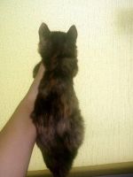 Лот: 15050910. Фото: 4. Котёнок , трех цветный , ласковый. Красноярск
