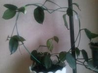 Лот: 3139689. Фото: 3. Хойя- Hoya cv.Wat Doi Tung. Растения и животные