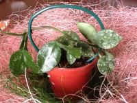 Лот: 3134639. Фото: 2. Хойя лакуноза "Эскимо ".Hoya lacunosa... Комнатные растения и уход