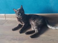 Лот: 25605069. Фото: 6. Кошечка хищница