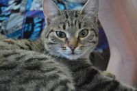 Лот: 3595446. Фото: 4. Отдам в добрые ручки котенка девочку. Красноярск