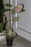 Лот: 3148260. Фото: 3. Глоксиния 21. Растения и животные