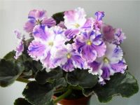 Лот: 6884186. Фото: 3. Фиалка АЕ-Снежный Эдельвейс (Е... Растения и животные