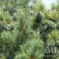 Лот: 8197965. Фото: 2. Кедр Корейский (Pinus koraiensis... Семена, рассада, садовые растения