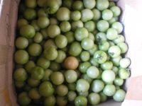 Лот: 5994910. Фото: 3. Помидоры сорт "Яблонька России... Красноярск