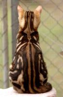 Лот: 3565872. Фото: 5. Бенгальский кот.