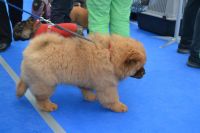 Лот: 6167213. Фото: 5. Продам щенка Чау-чау