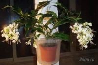 Лот: 1942059. Фото: 3. Клеродендрум Уолича,. Растения и животные