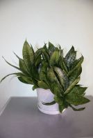 Лот: 8607813. Фото: 3. Сансевиерия с горшком. Растения и животные