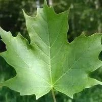 Лот: 9673639. Фото: 2. Клён сахарный ( Acer saccharum... Семена, рассада, садовые растения