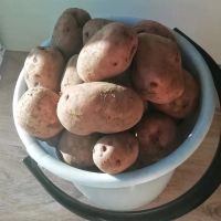 Лот: 13900543. Фото: 2. Картофель 5л ведро. Продукты