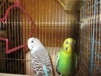Лот: 4045984. Фото: 2. волнистые попугаи. Животные и уход