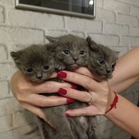 Лот: 19417313. Фото: 2. Котята Русской Голубой Кошки. Животные и уход