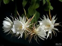 Лот: 17881775. Фото: 2. Эпифиллум, остролепестный Epiphyllum... Комнатные растения и уход