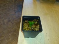Лот: 4197187. Фото: 2. Маленькая детка орхидеи дендробиума... Комнатные растения и уход