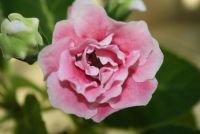 Лот: 4399969. Фото: 2. Глоксиния розовая махровая (цветущая... Комнатные растения и уход