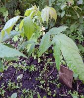 Лот: 2573722. Фото: 5. Орех чёрный (Juglans nigra).