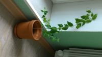 Лот: 5380340. Фото: 2. Бирючина овальная. Укорененные... Комнатные растения и уход