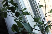 Лот: 2408082. Фото: 2. Лимон плодоносящий с горшком. Комнатные растения и уход