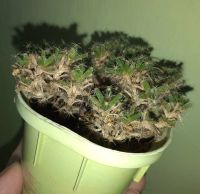 Лот: 21590767. Фото: 2. Trichodiadema densum триходиадема... Комнатные растения и уход