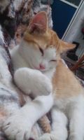 Лот: 6192209. Фото: 2. Котёнок ищет хозяев. Животные и уход