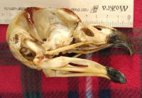 Лот: 15109992. Фото: 5. череп орла