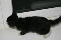 Лот: 3634768. Фото: 3. котята. Растения и животные