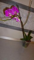 Лот: 5341739. Фото: 7. Орхидея фаленопсис F25(отцвела...