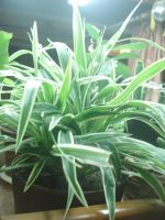 Лот: 8464845. Фото: 2. Хлорофитум лаксум. Комнатные растения и уход