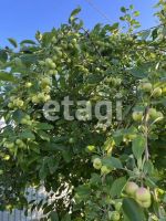 Лот: 25286100. Фото: 3. 4-комн. дом , СНТ Есаульский Бор... Недвижимость