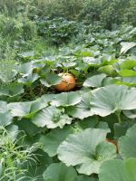 Лот: 25783066. Фото: 4. Дача солонцы-ветерок. Красноярск