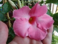 Лот: 10100592. Фото: 2. Дипладения Kosmos Pink. Комнатные растения и уход