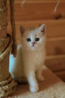 Лот: 4230468. Фото: 4. Британский котёнок 2,5 мес. Красноярск