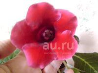 Лот: 20015082. Фото: 2. Растение комнатное Глоксиния красная... Комнатные растения и уход