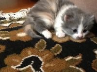 Лот: 3603073. Фото: 2. Трехцветная кошечка. Животные и уход