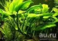 Лот: 10372730. Фото: 2. роголистник + мох 1 литр.банка. Аквариумистика